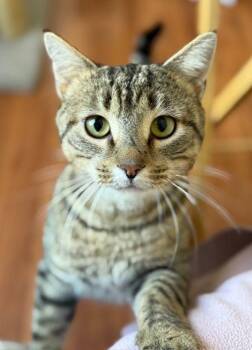 Domestic Short Hair Cats Available for Adoption - Ziggy | PetCurious