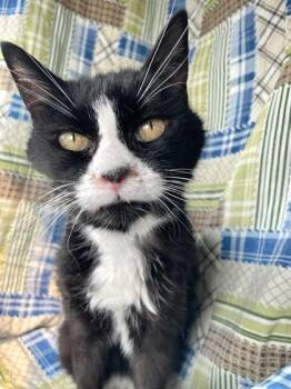 Mary -  Manx Cat for Adoption in Cranbrook, British Columbia - Mary | PetCurious