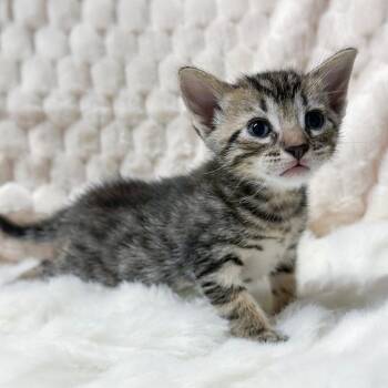 Rowe -  Domestic Short Hair Cat for Adoption in Long Beach, California - Rowe | PetCurious