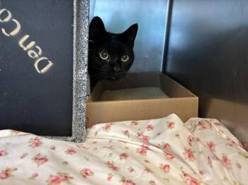Boo -  Domestic Short Hair Cat for Adoption in New York, New York - Boo | PetCurious