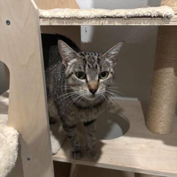 Lilia -  Domestic Short Hair Cat for Adoption in Bulverde, Texas - Lilia | PetCurious