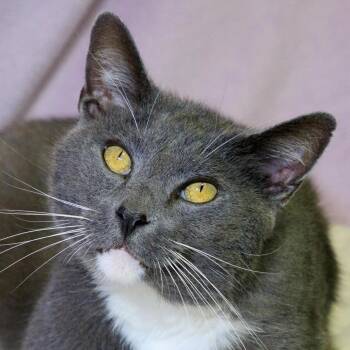 Mikey -  Domestic Short Hair Cat for Adoption in Versailles, Kentucky - Mikey | PetCurious