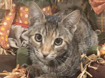 Penny -  Domestic Short Hair Cat for Adoption in Villa Park, California - Penny | PetCurious