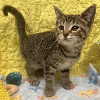 Annika -  Domestic Short Hair Cat for Adoption in West Olive, Michigan - Annika | PetCurious