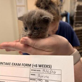 Avarona -  Domestic Short Hair Cat Available for Adoption in Tempe, Arizona - Avarona | PetCurious