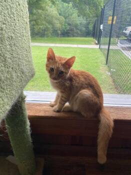 Baron -  Domestic Short Hair Cat for Adoption in Cumming, Georgia - Baron | PetCurious