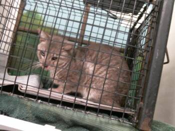 Domestic Short Hair Cats Available for Adoption - A2064140 | PetCurious