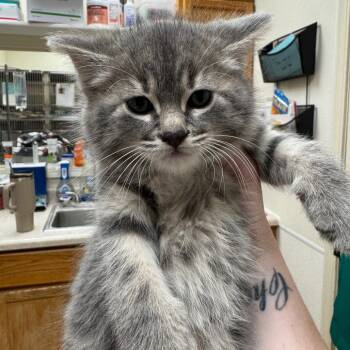 Domestic Short Hair Cats Available for Adoption in Pekin, Illinois - IPhone | PetCurious