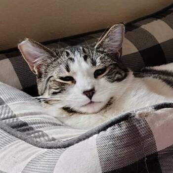 Domestic Short Hair Cats Available for Adoption - Niko | PetCurious