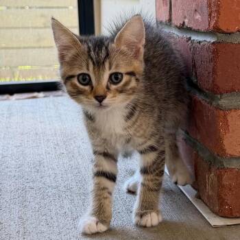 Odwalla -  Domestic Short Hair Cat for Adoption in Candler, North Carolina - Odwalla | PetCurious