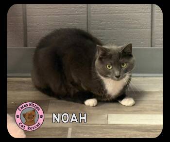 Noah -  Domestic Short Hair Cat Available for Adoption in Hershey, Pennsylvania - Noah | PetCurious