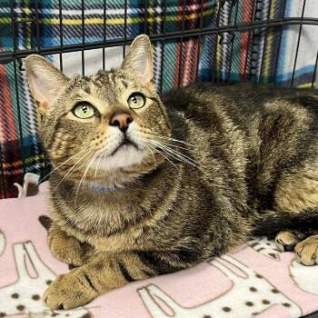 Domestic Short Hair Cats Available for Adoption in Buffalo, New York - Charles | PetCurious