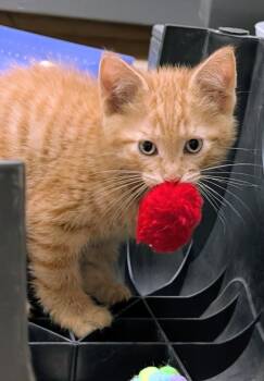 Bram -  American Shorthair Cat for Adoption in Waupun, Wisconsin - Bram | PetCurious