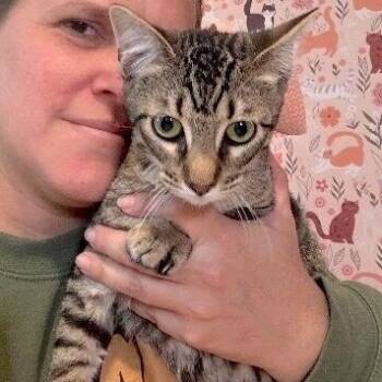 Pinky Gonzalez -  Tabby and Domestic Short Hair Cat for Adoption in Friendswood, Texas - Pinky Gonzalez | PetCurious