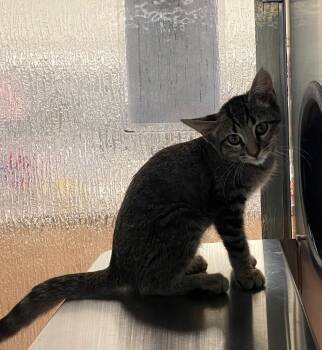 Skittles A218989 -  Domestic Short Hair Cat for Adoption in Plano, Texas - Skittles A218989 | PetCurious