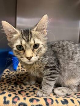 Bizkit -  Domestic Long Hair Cat for Adoption in Ocala, Florida - Bizkit | PetCurious