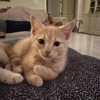 Domestic Short Hair Cats Available for Adoption in Richmond, Virginia - Gray | PetCurious