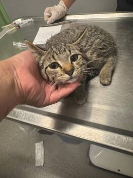 Chelsie -  Domestic Short Hair Cat for Adoption in Bloomington, Indiana - Chelsie | PetCurious