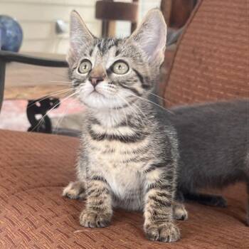 Goober -  Domestic Short Hair Cat for Adoption in Candler, North Carolina - Goober | PetCurious