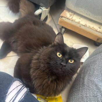 Cheesy Gordita Crunch -  Domestic Medium Hair Cat for Adoption in Manchester, New Hampshire - Cheesy Gordita Crunch | PetCurious