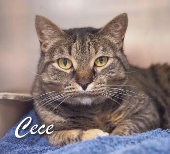 Rescue Domestic Short Hair Cats for Adoption in Middle Township, New Jersey - Cece | PetCurious
