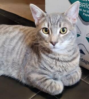 Rescue Domestic Short Hair Cats for Adoption in Long Beach, California - Sonoma | PetCurious