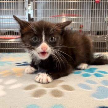 Domestic Short Hair Cats Available for Adoption in Evensville, Tennessee - Peter | PetCurious
