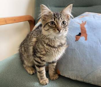 Mitzy -  Domestic Medium Hair Cat for Adoption in Charles Town, West Virginia - Mitzy | PetCurious
