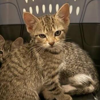 Kimiko -  American Shorthair Cat for Adoption in Greenfield, Indiana - Kimiko | PetCurious