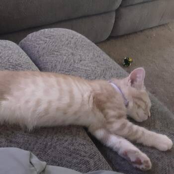 Domestic Short Hair Cats Available for Adoption - Pixie | PetCurious