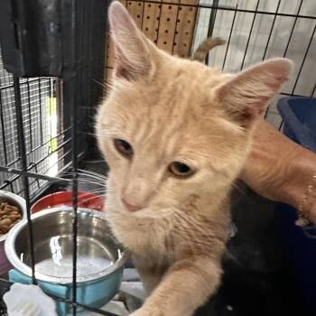 Buster Boy -  Domestic Short Hair Cat for Adoption in Rochester, Minnesota - Buster Boy | PetCurious