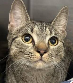 Janie -  Domestic Short Hair Cat for Adoption in Lowell, Massachusetts - Janie | PetCurious