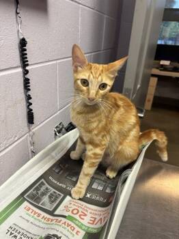 AMETHYST -  Domestic Short Hair Cat for Adoption in Jacksonville, Florida - AMETHYST | PetCurious