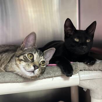 Tofu & Kimchi -  Domestic Short Hair Cat for Adoption in Clifton, New Jersey - Tofu & Kimchi | PetCurious
