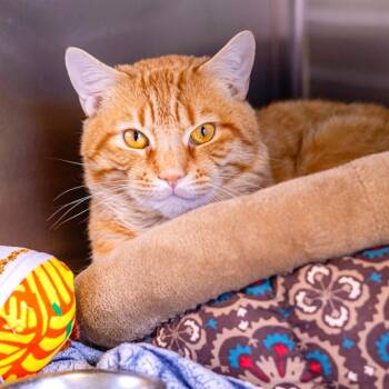 Rescue Domestic Short Hair Cats for Adoption - Symba | PetCurious