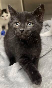 Stitch -  Domestic Short Hair Cat for Adoption in Westland, Michigan - Stitch | PetCurious