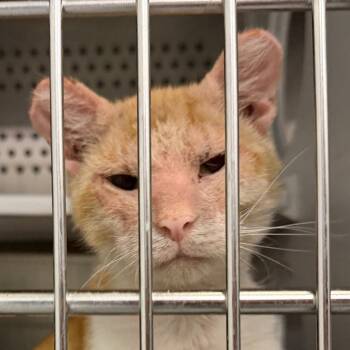 Ham -  Domestic Short Hair Cat for Adoption in Philadelphia, Pennsylvania - Ham | PetCurious