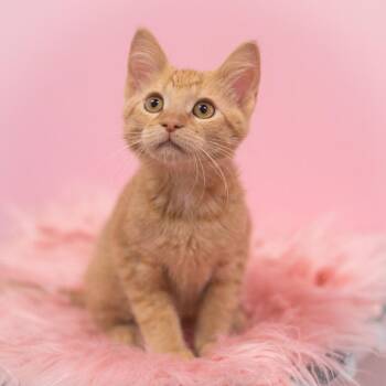 Rutherford -  Domestic Short Hair Cat for Adoption in St. Augustine, Florida - Rutherford | PetCurious