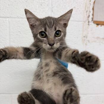 Waffle -  Domestic Short Hair Cat for Adoption in Edinburg, Texas - Waffle | PetCurious