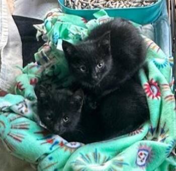 Rescue Domestic Short Hair Cats for Adoption in Closter, New Jersey - Tarzan & Tinker | PetCurious