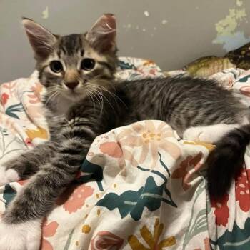 Splash -  American Shorthair Cat for Adoption in Volcano, Hawaii - Splash | PetCurious