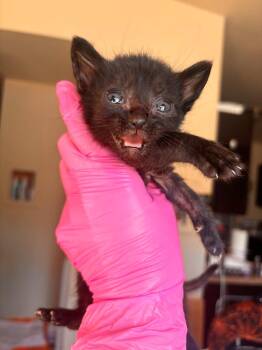 Estee Bestie -  Bombay Cat for Adoption in San Antonio, Texas - Estee Bestie | PetCurious