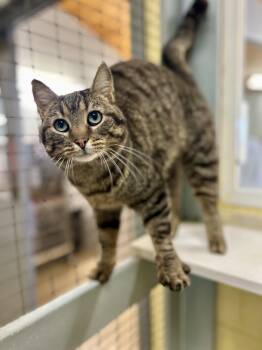 Tigress -  Domestic Short Hair Cat Available for Adoption in Dayton, Ohio - Tigress | PetCurious