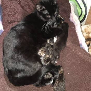 Domestic Short Hair Cats Available for Adoption - Finny C10029 | PetCurious