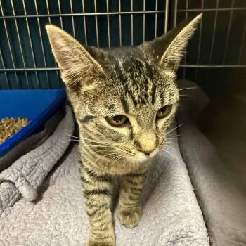 Orbit -  Domestic Short Hair Cat for Adoption in Idaho Falls, Idaho - Orbit | PetCurious