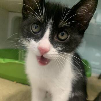 Domestic Short Hair Cats Available for Adoption - Meowth | PetCurious