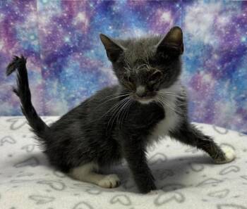 Domestic Short Hair Cats Available for Adoption in Washington Court House, Ohio - Twilight | PetCurious