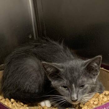 Sprinkles -  Domestic Short Hair Cat Available for Adoption in Dickinson, Texas - Sprinkles | PetCurious