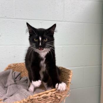 Mob -  Domestic Long Hair Cat for Adoption in Los Angeles, California - Mob | PetCurious