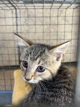 VELMA -  Domestic Short Hair Cat for Adoption in Louisville, Kentucky - VELMA | PetCurious